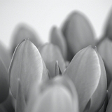 Tulpen